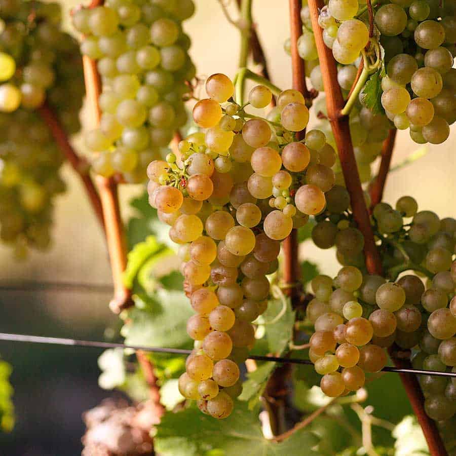 beau constantia grapes white